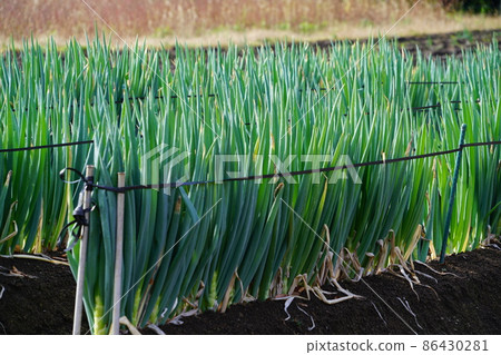 Welsh onion field on the Hiroruno plateau in late autumn 1 Wakasa-cho, Yazu-gun, Tottori Prefecture 86430281