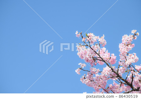 易於用於橫幅的美麗河津櫻花 86430519