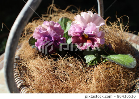 Frilled pansies grown from seeds Frilled pansies grown from seeds 86430530