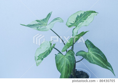 Syngonium Three Kings potted house plant 86430705