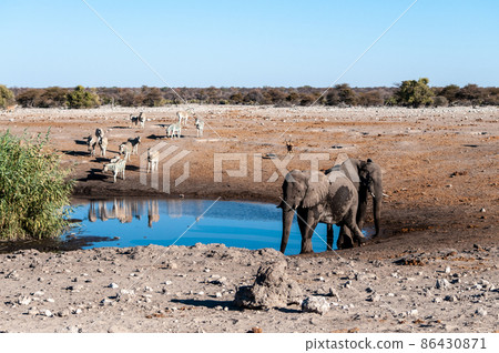 A group ol Large African Land Mammals near a waterhole in Etosha A group ol Large African Land Mammals near a waterhole in Etosha 86430871