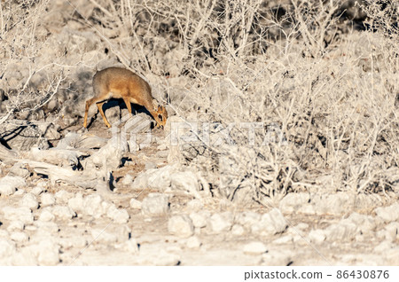 A Dik Dik hiding behind bushes in Etosha A Dik Dik hiding behind bushes in Etosha 86430876