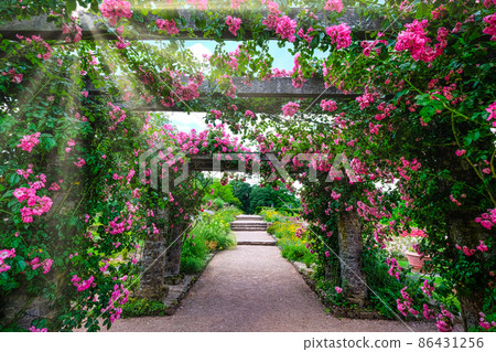 Pink roses entwined around pavilion on summer day Pink roses entwined around pavilion on summer day 86431256