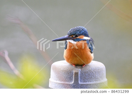 City kingfisher 86431299