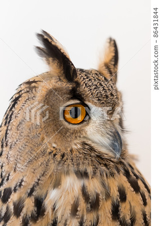 Cute Siberian Eagle Owl's face up photo 86431844