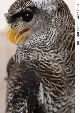 Close-up photo of Barred Eagle Owl 86431845