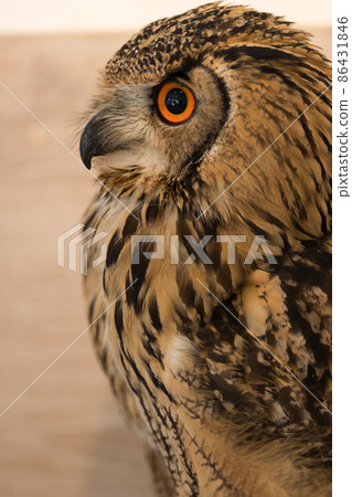 Cute Siberian Eagle Owl's face up photo 86431846