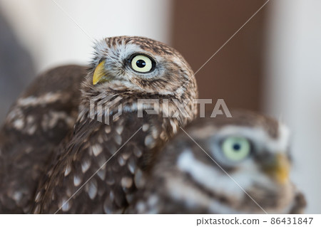 Close-up photo of a cute little owl 86431847