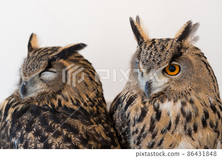 Cute Siberian Eagle Owl's face up photo 86431848