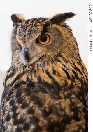 Cute Siberian Eagle Owl's face up photo 86431849
