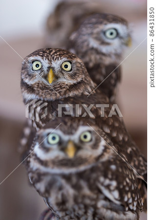 Close-up photo of a cute little owl 86431850