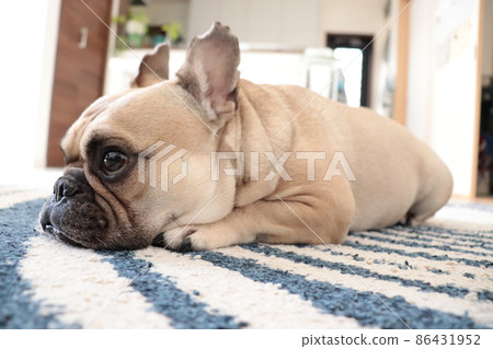 French bulldog relaxing at home 86431952