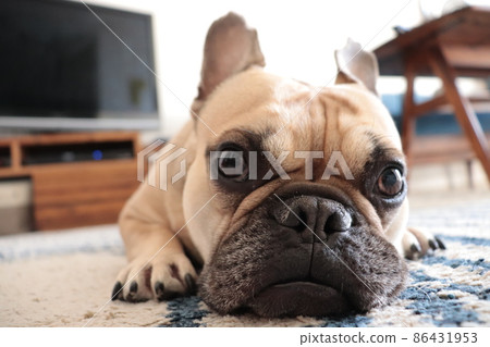 法國鬥牛犬在家放鬆 86431953