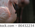 小火烈鳥的上半身，同胞火烈鳥。在右邊。 86432234