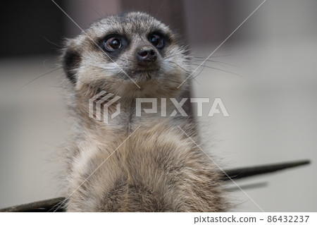 Meerkat standing up and looking at something. Upper body. 86432237