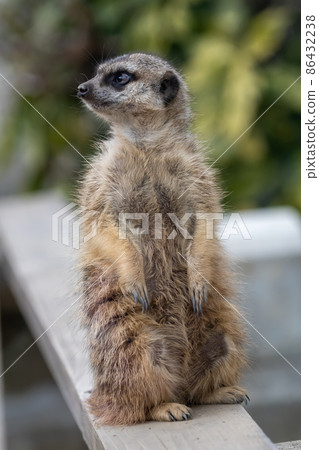 Meerkat standing on a crossing board. Whole body. Meerkat standing on a crossing board. Whole body. 86432238