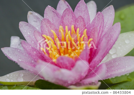 睡蓮 花 睡蓮 睡蓮 水生植物 植物 水邊 86433804