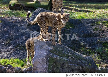 Cheetah children (Tama Animal Park) Cheetah children (Tama Animal Park) 86433921