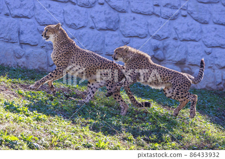 Cheetah children (Tama Animal Park) Cheetah children (Tama Animal Park) 86433932