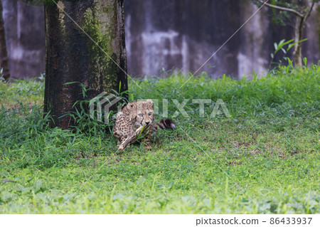 Cheetah children (Tama Animal Park) Cheetah children (Tama Animal Park) 86433937