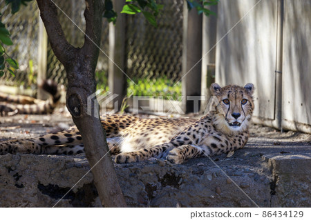 獵豹兒童(多摩動物園) 獵豹兒童(多摩動物園) 86434129