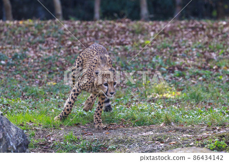 獵豹兒童(多摩動物園) 獵豹兒童(多摩動物園) 86434142