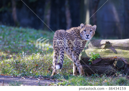 Cheetah children (Tama Animal Park) Cheetah children (Tama Animal Park) 86434159