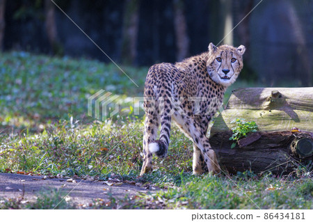 Cheetah children (Tama Animal Park) 86434181