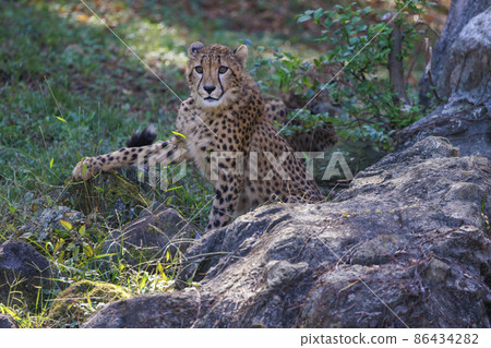 Cheetah children (Tama Animal Park) Cheetah children (Tama Animal Park) 86434282