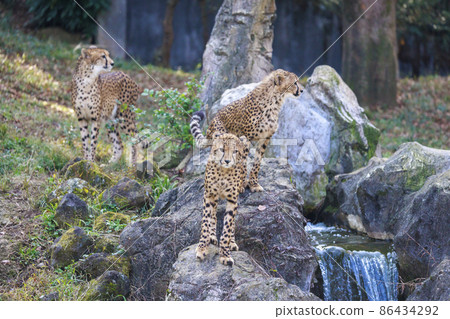 獵豹兒童（多摩動物園） 86434292