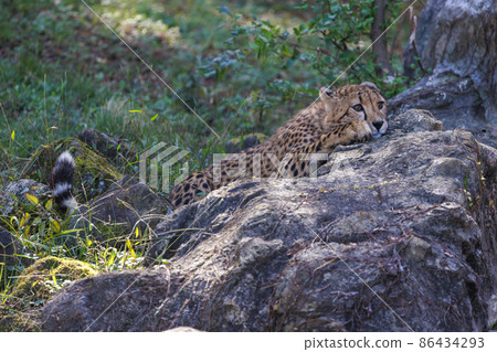 獵豹兒童（多摩動物園） 86434293