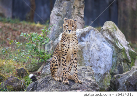 Cheetah children (Tama Animal Park) Cheetah children (Tama Animal Park) 86434313