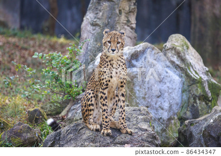 獵豹兒童(多摩動物園) 獵豹兒童(多摩動物園) 86434347