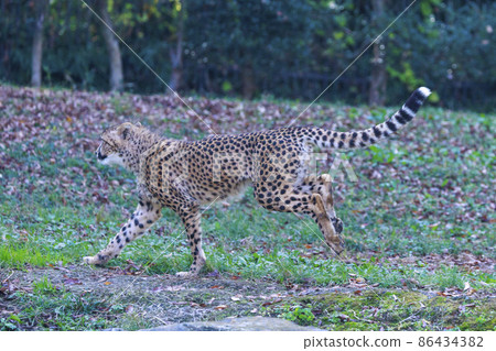 Cheetah children (Tama Animal Park) 86434382