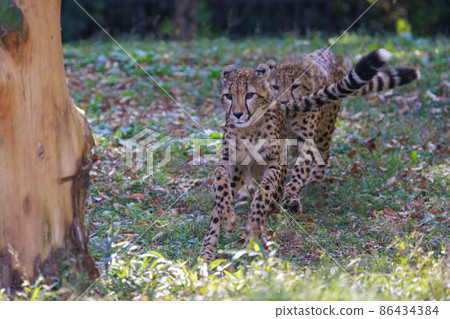 Cheetah children (Tama Animal Park) 86434384