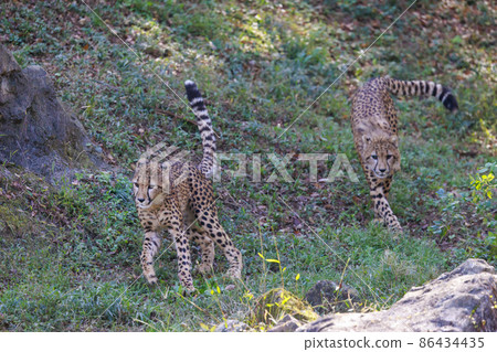 獵豹兒童(多摩動物園) 獵豹兒童(多摩動物園) 86434435