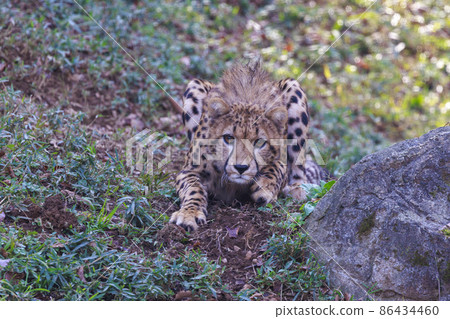 Cheetah children (Tama Animal Park) 86434460