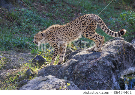 Cheetah children (Tama Animal Park) 86434461