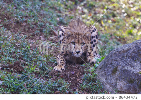 Cheetah children (Tama Animal Park) Cheetah children (Tama Animal Park) 86434472