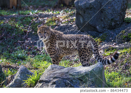 Cheetah children (Tama Animal Park) 86434473