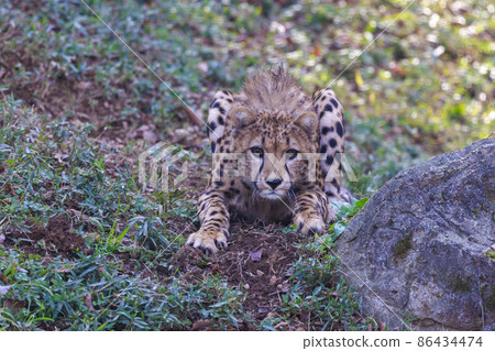 Cheetah children (Tama Animal Park) Cheetah children (Tama Animal Park) 86434474