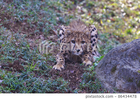 Cheetah children (Tama Animal Park) Cheetah children (Tama Animal Park) 86434478