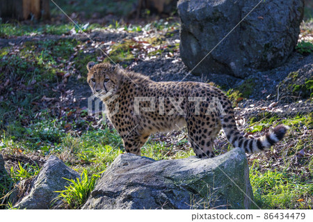 Cheetah children (Tama Animal Park) 86434479
