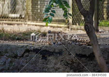 Cheetah children (Tama Animal Park) 86434500