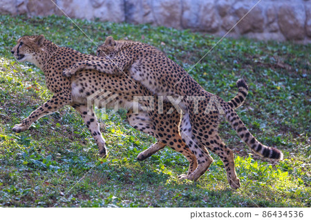 Cheetah children (Tama Animal Park) Cheetah children (Tama Animal Park) 86434536