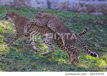 獵豹兒童(多摩動物園) 獵豹兒童(多摩動物園) 86434595