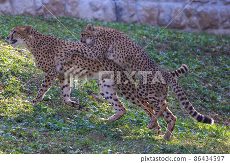 獵豹兒童(多摩動物園) 獵豹兒童(多摩動物園) 86434597
