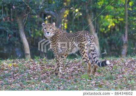 獵豹兒童（多摩動物園） 86434602