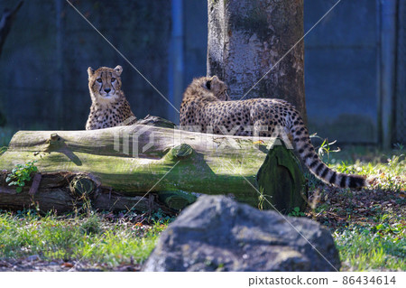 Cheetah children (Tama Animal Park) 86434614