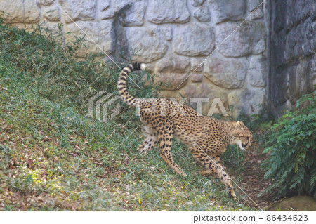 獵豹兒童(多摩動物園) 獵豹兒童(多摩動物園) 86434623